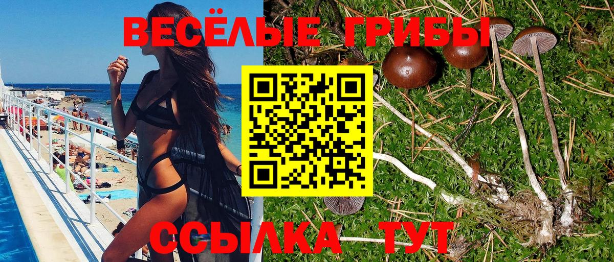 Галлюциногенные грибы Psilocybe  Вход с VPN  Буйнакск 